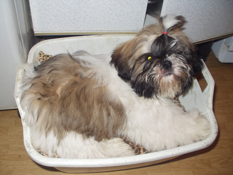 Shorkie Puppies