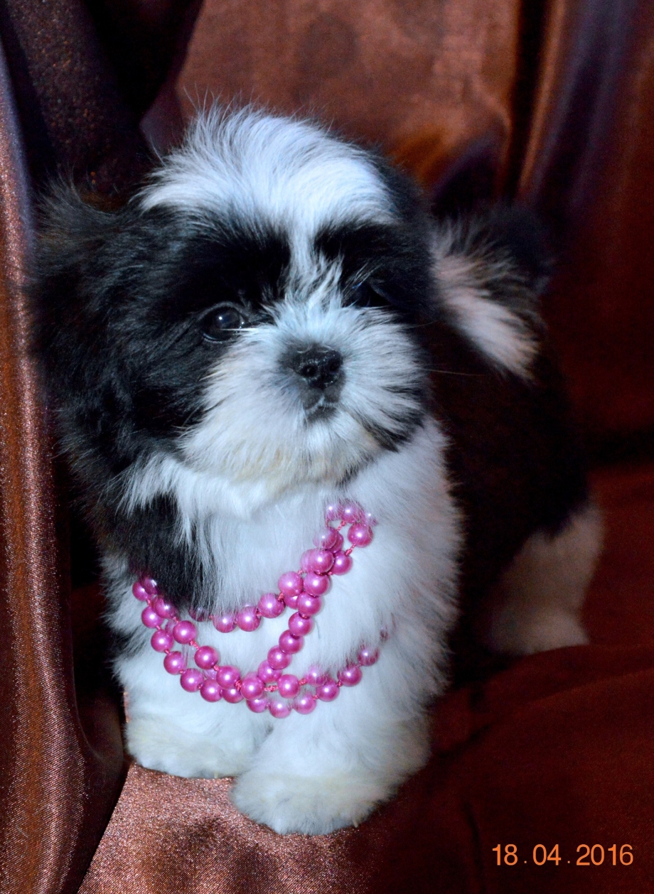 Shorkie Puppies