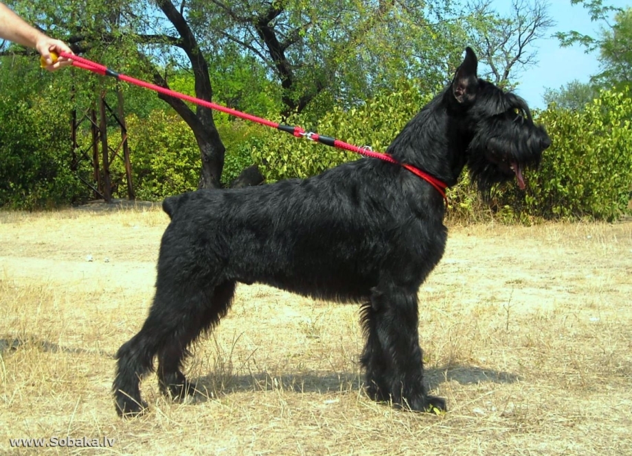Giant Schnauzer щенок