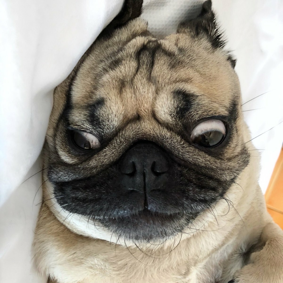 Ъеъ Мопс