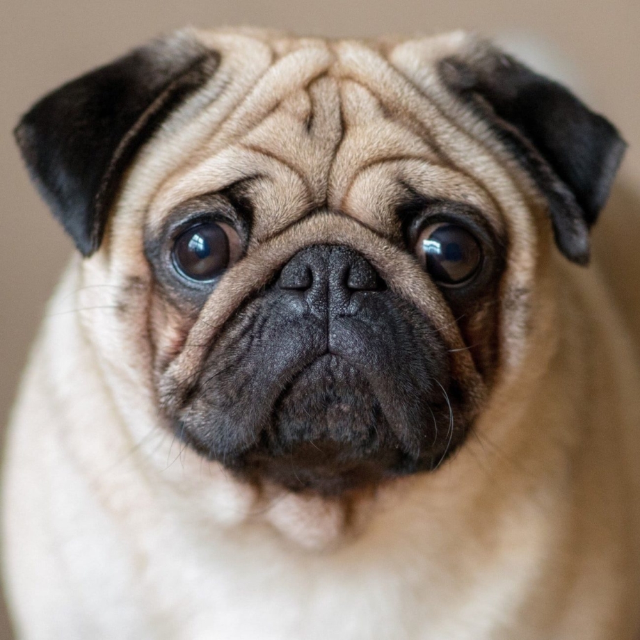 Pug Мопс
