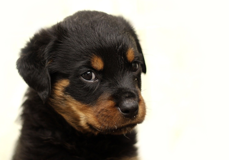 Ротвейлер Puppy