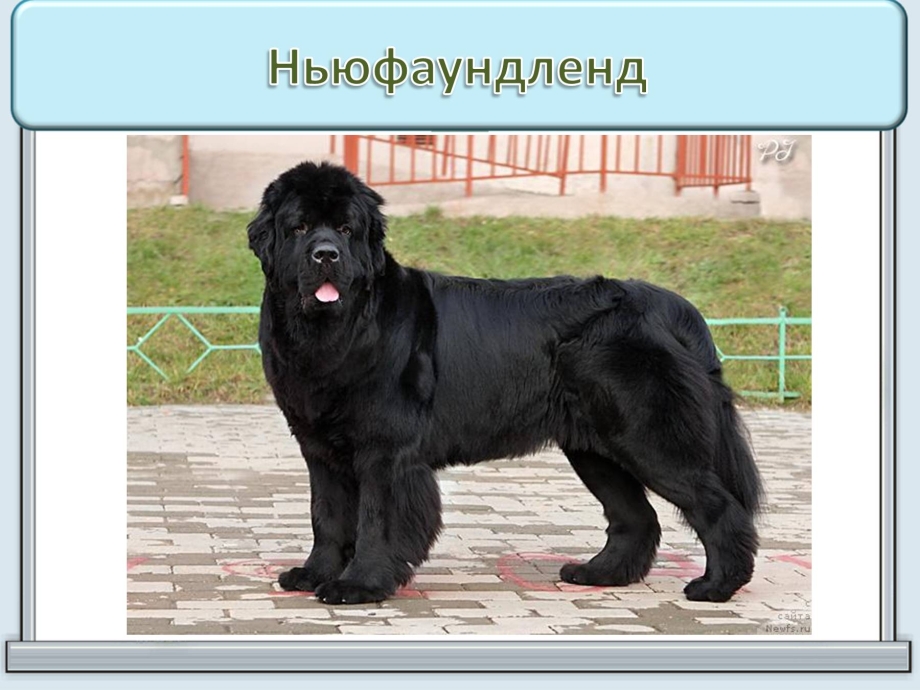 Ньюфаундленд собака