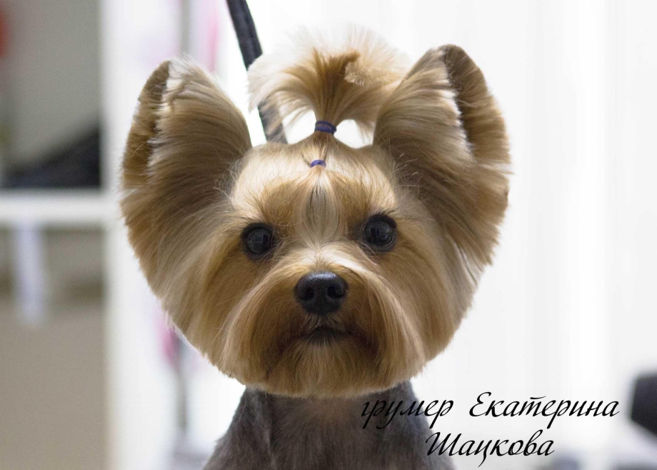 Йоркширский терьер Микки