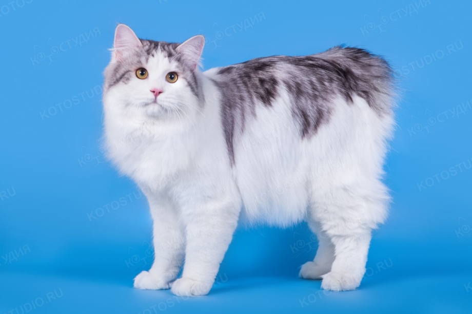 Курильский бобтейл