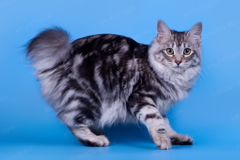 Кот Курильский бобтейл черный