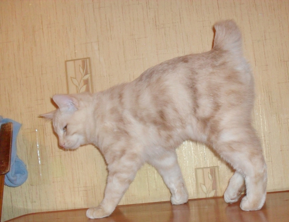 Кот Курильский бобтейл