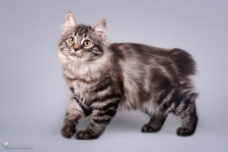 Kurilian Bobtail