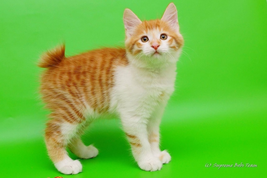 Курильский бобтейл котята