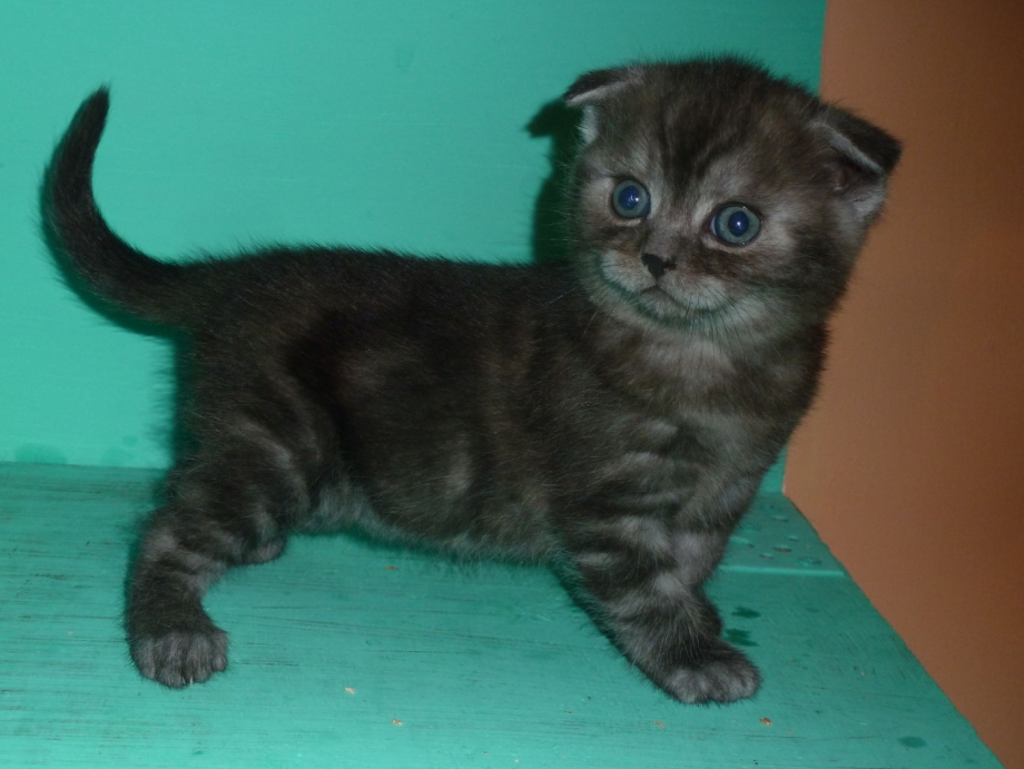 Скоттиш фолд