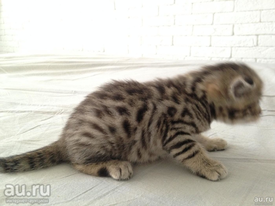 Bengal Kitty Алиса Ташкент настоящее имя
