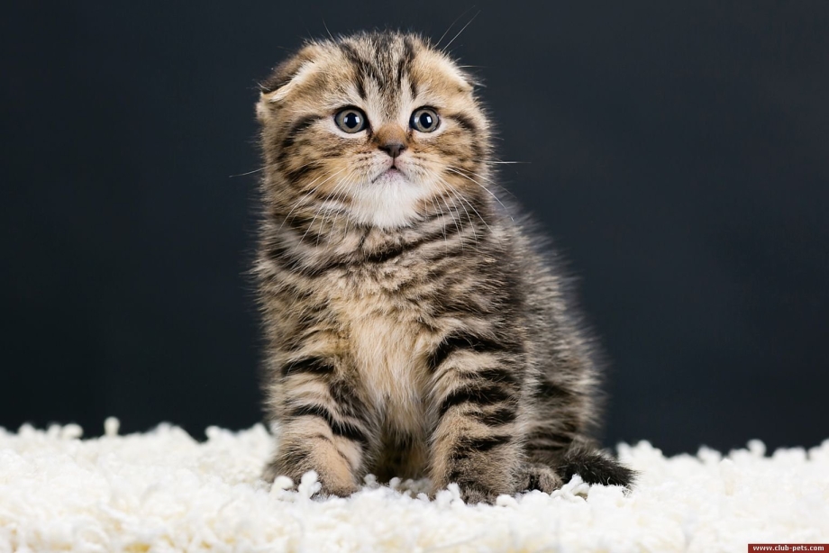 Шотландская Бенгальская кошка