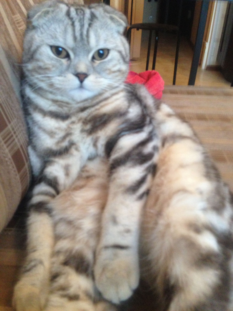 Пепельный вислоухий кот полосатый