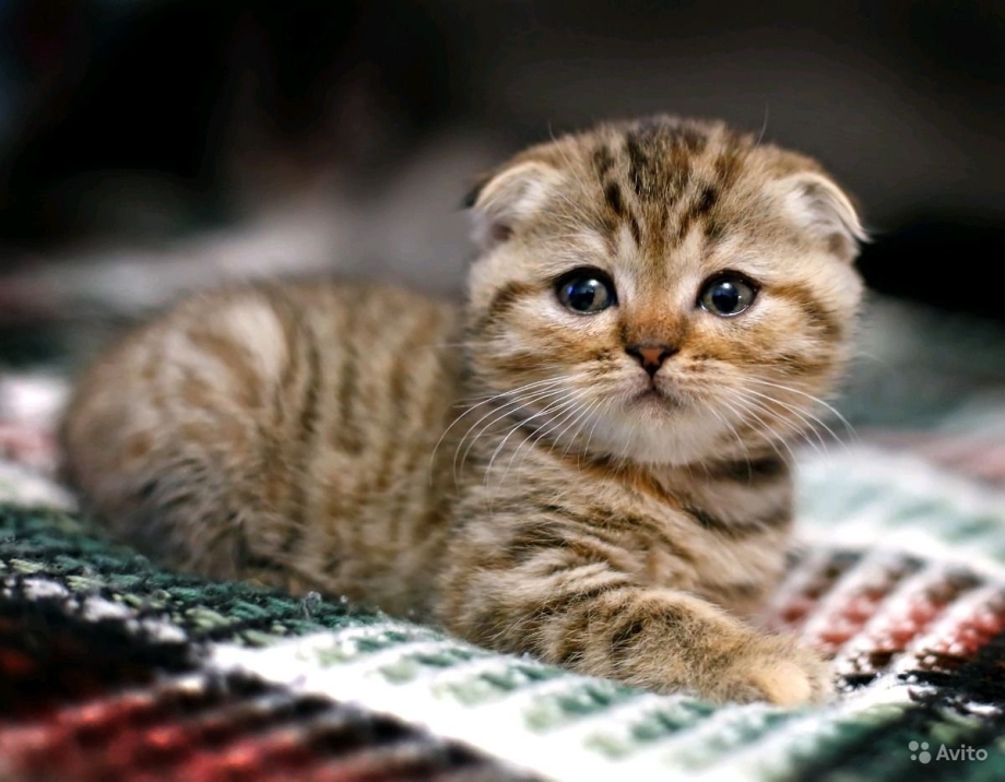 Бенгальский вислоухий кот