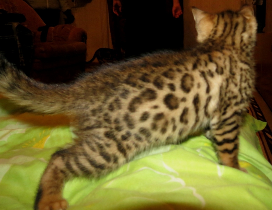 Шотландский бенгальский кот