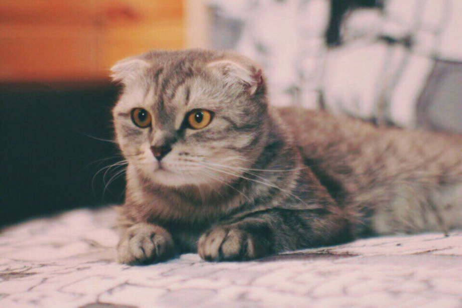 Бенгальская вислоухая кошка
