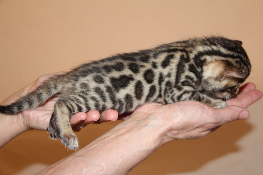 Бенгальская вислоухая кошка