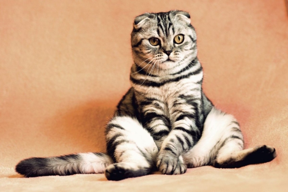 Скоттиш фолд бенгальский