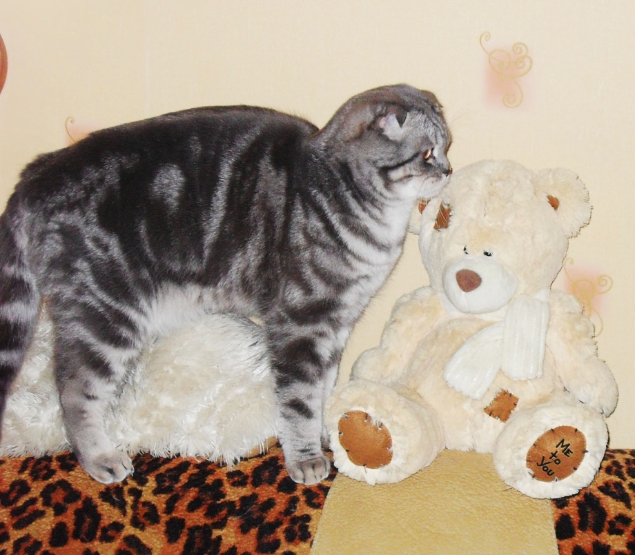 Бенгальский вислоухий кот