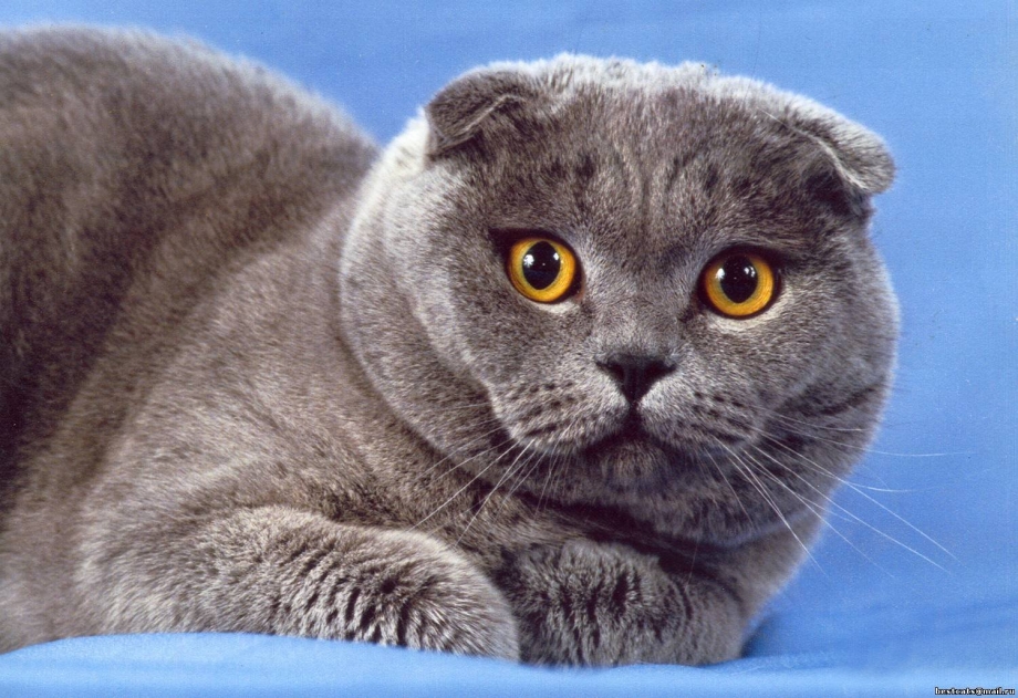 Маленькие котята бенгальской кошки