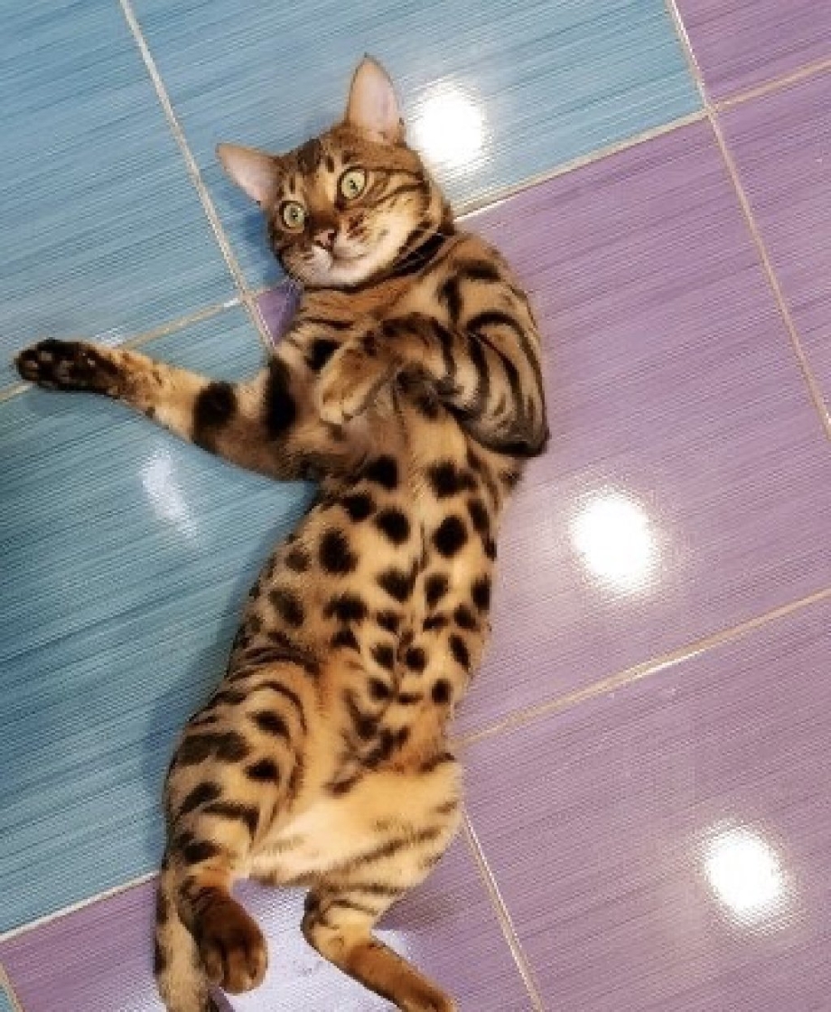 Серый бенгал котенок
