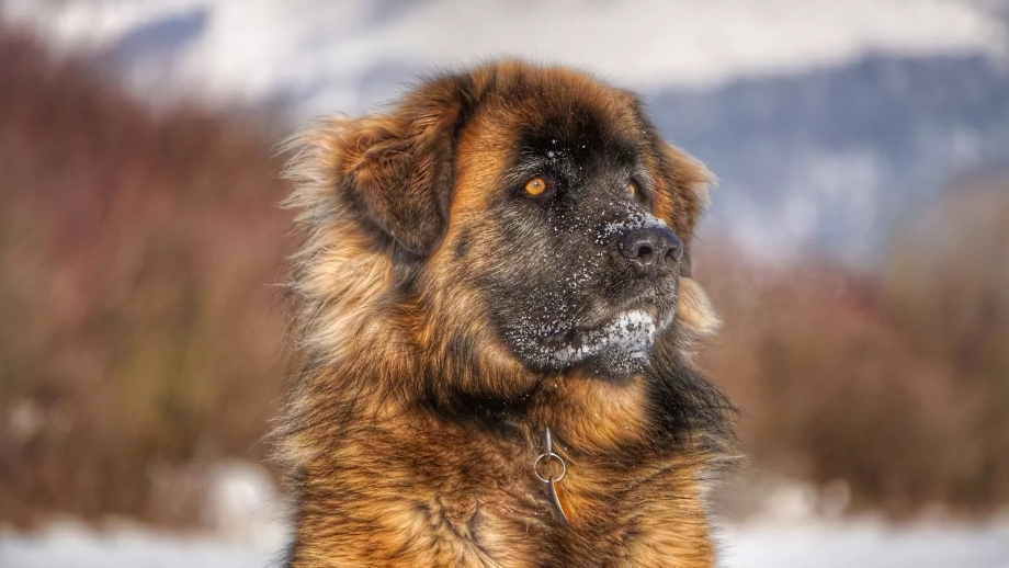 Алабай и Леонбергер