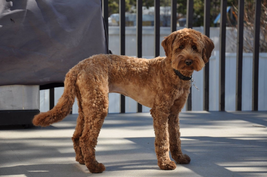 Labradoodle стрижки