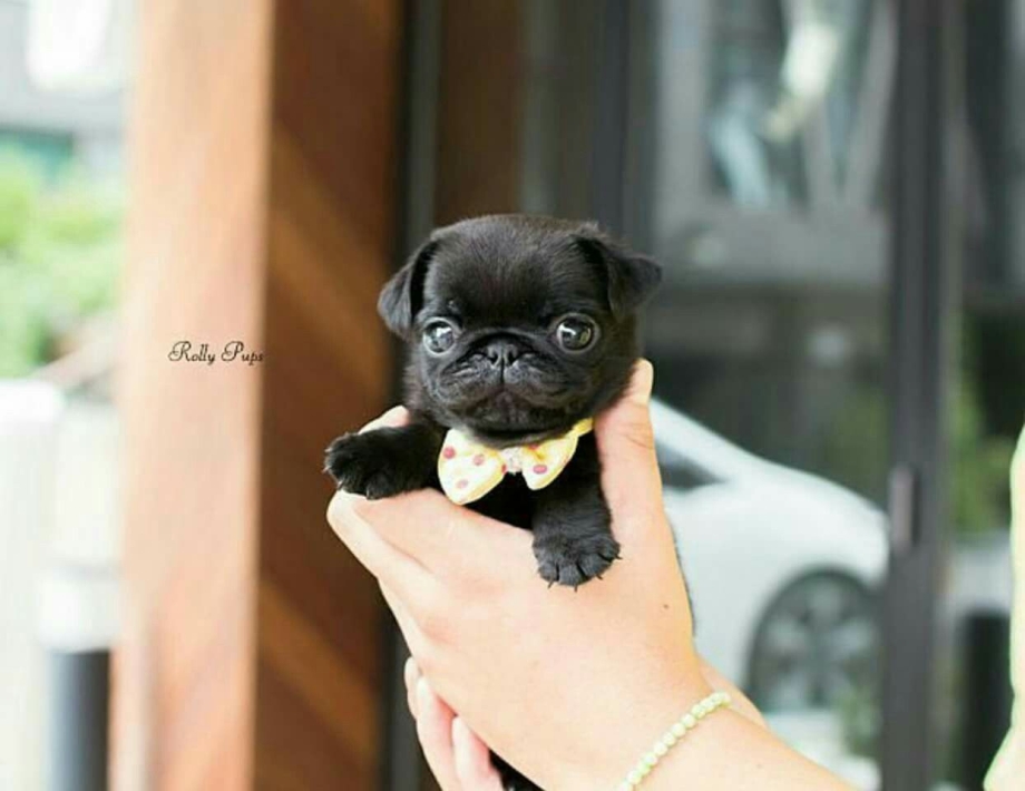 Мопс маленький черный