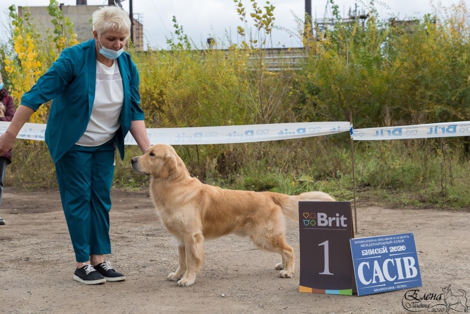 Салюки стойка выставка