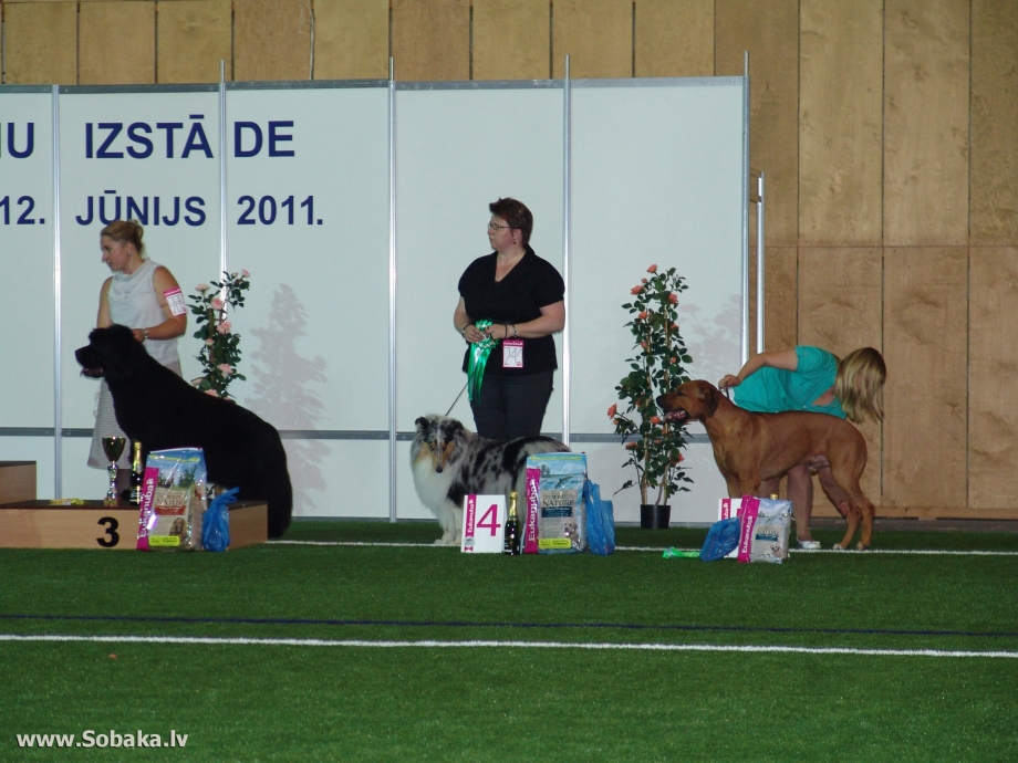 Dog show Baltic winner 2021