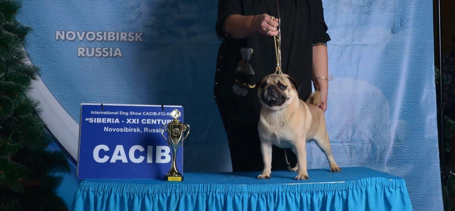 Астрахань выставки собак