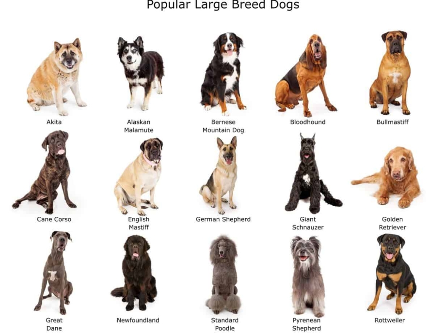 Породы собак с фотографиями и названиями крупных размеров