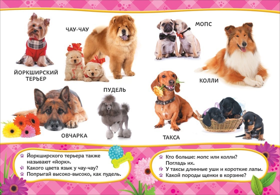Изучаем породы собак для детей