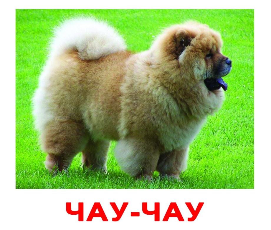 Карточки собаки разных пород