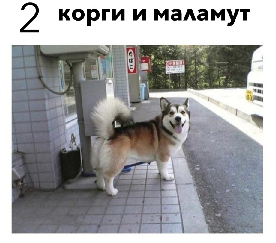 Корги и хаски