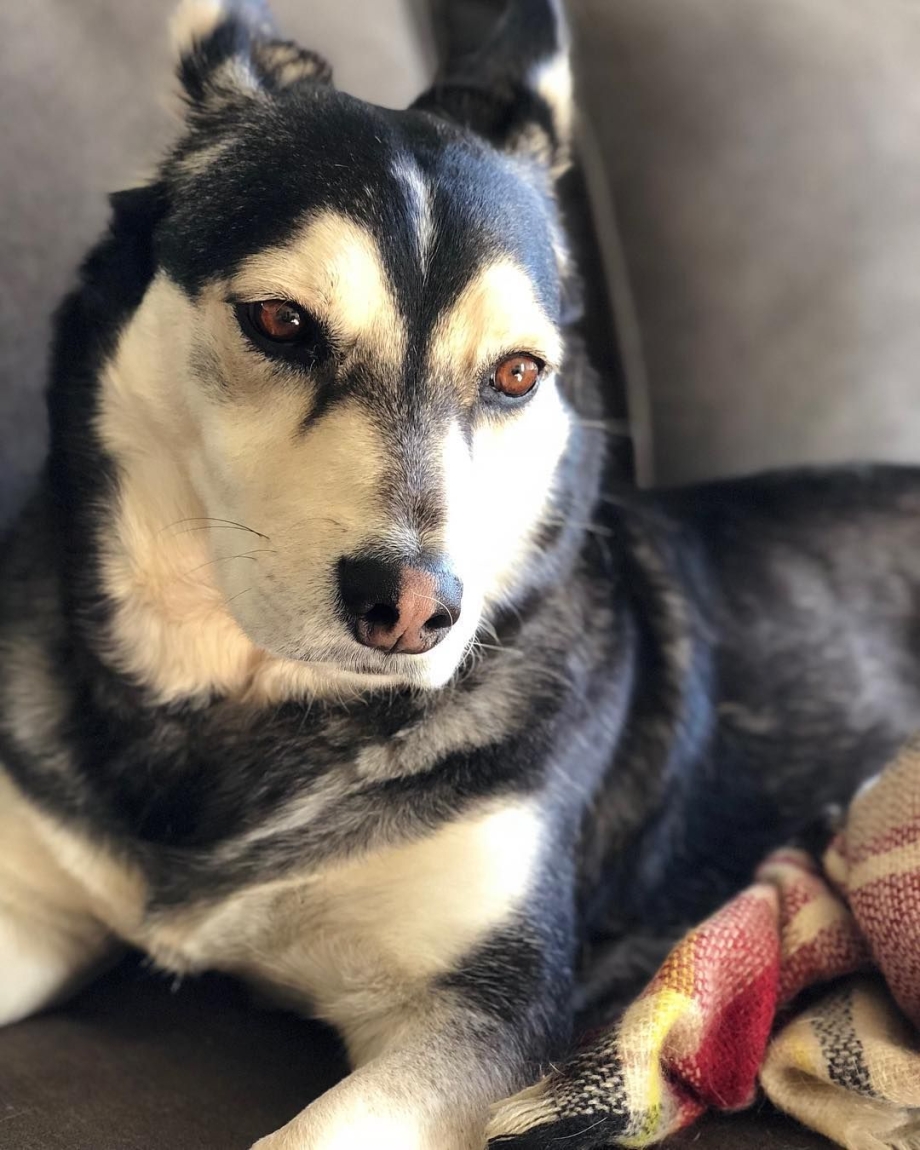 Australian Shepherd Blue Heeler Mix