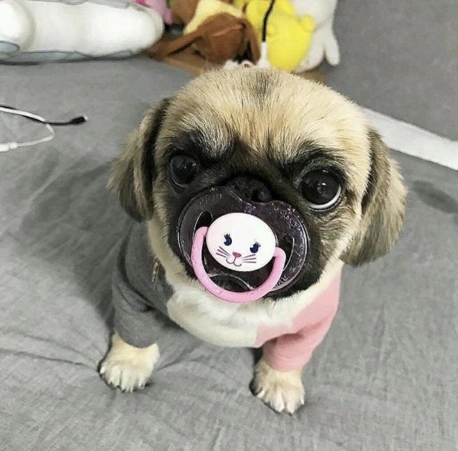 Мопс маленький