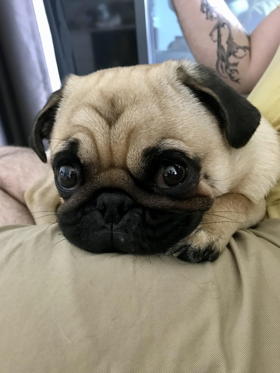 Pug Мопс