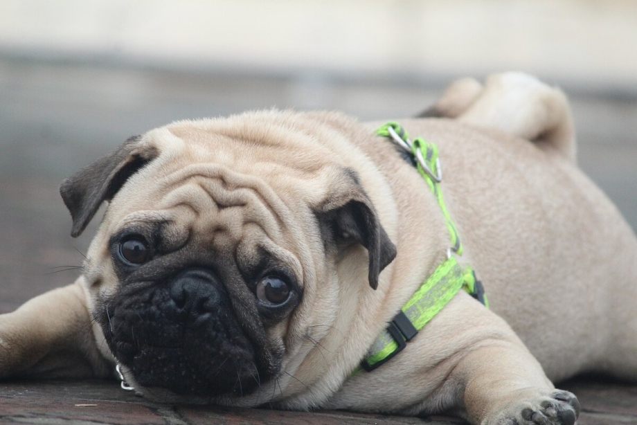 Pug Мопс
