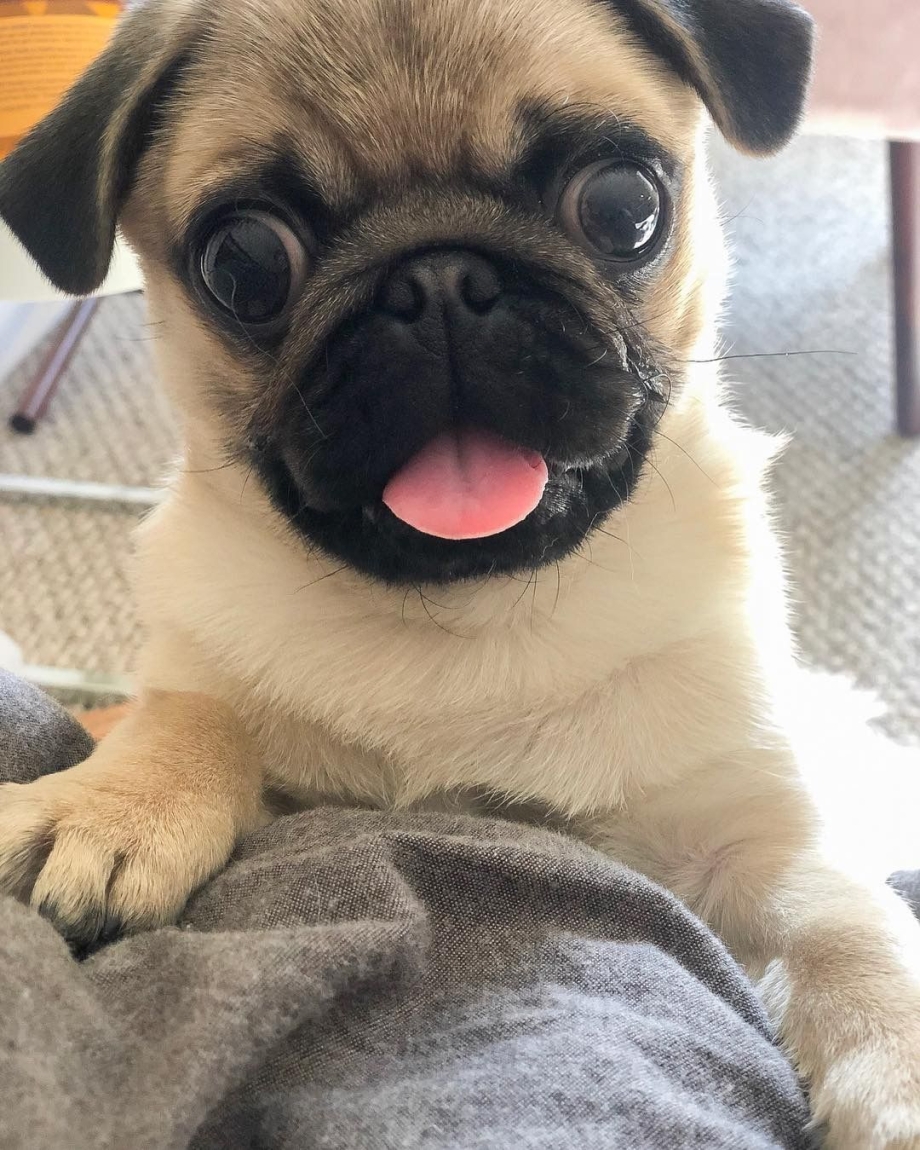 Pug Мопс