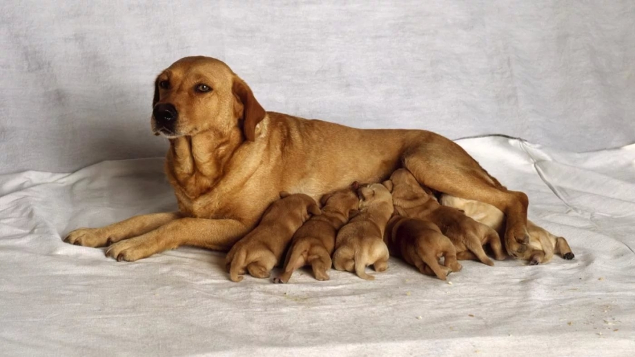 Петля у собаки перед родами