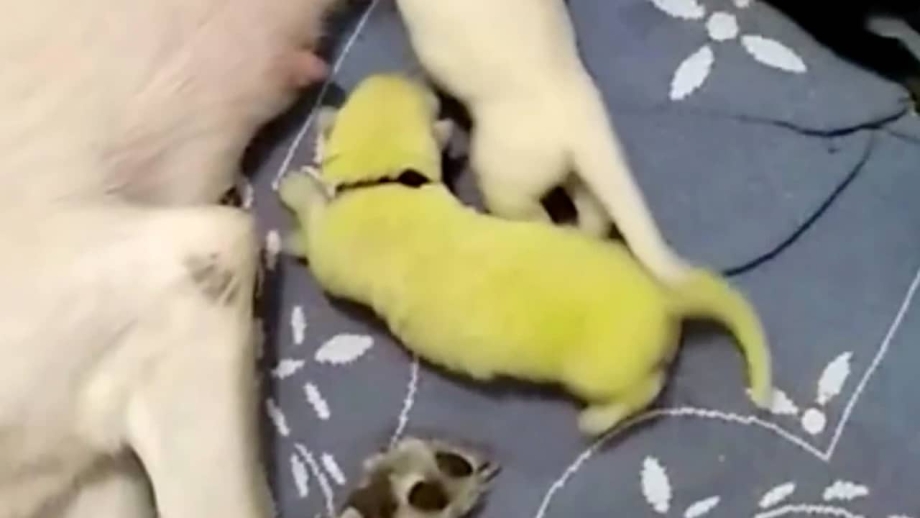 Щенки рождаются с зубами