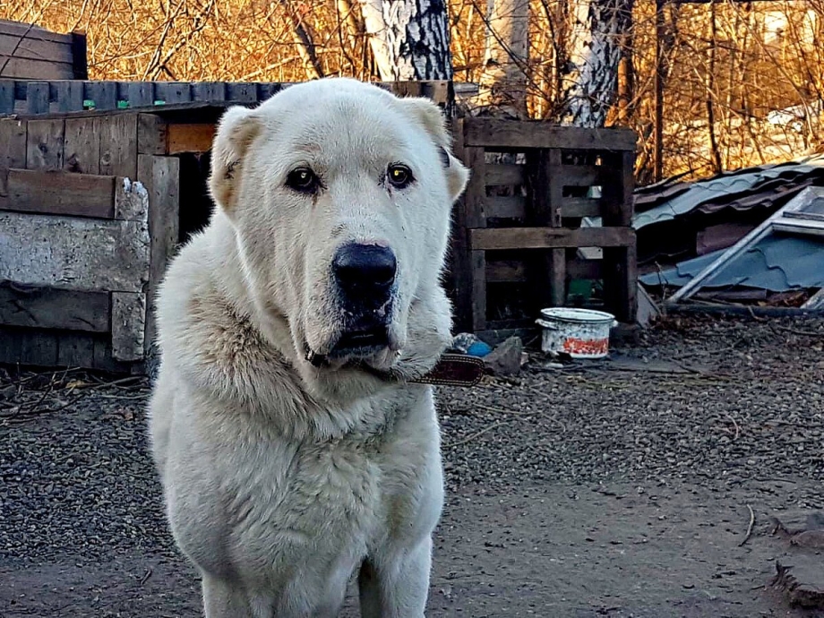 Алабай и дог