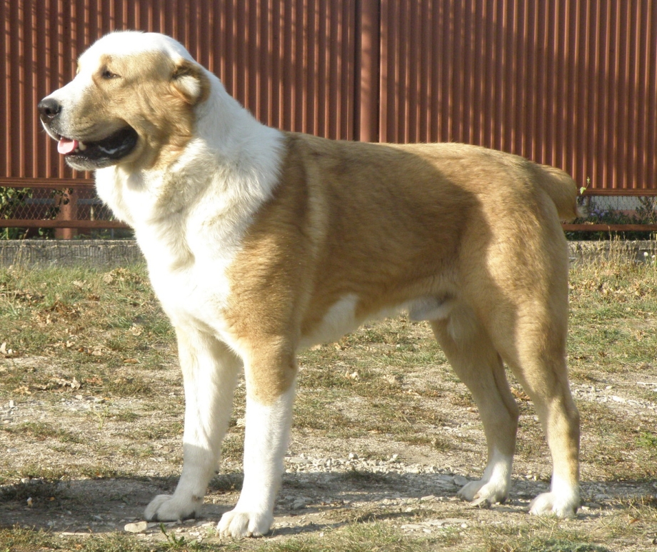 Туркменский алабай
