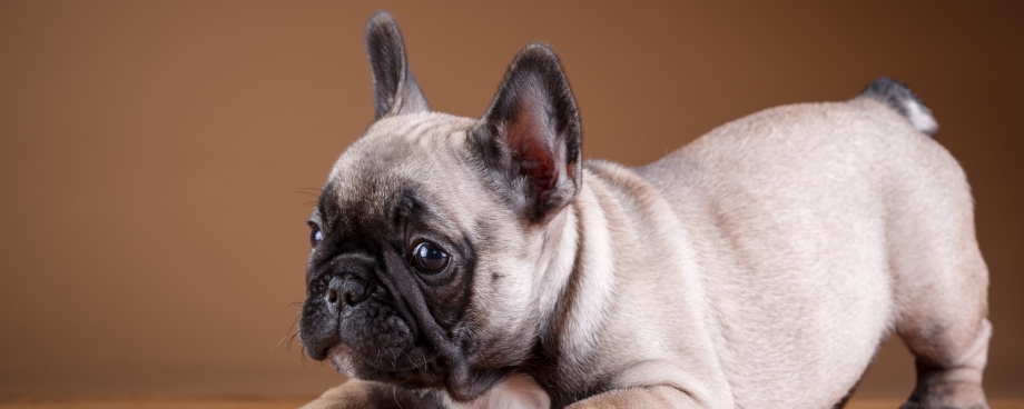 Pied French Bulldog Puppies for sale