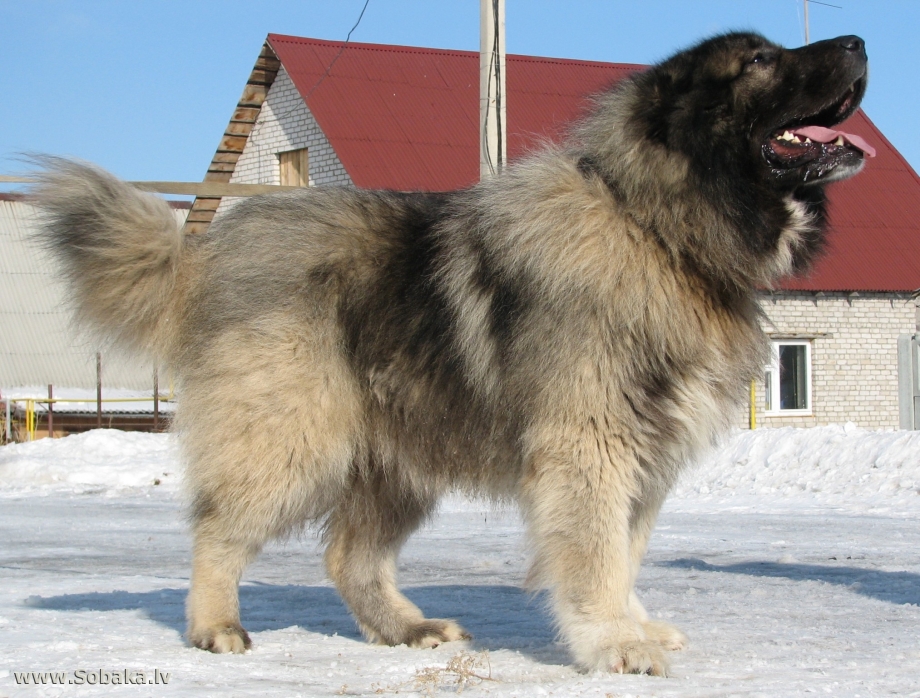 Кавказская овчарка