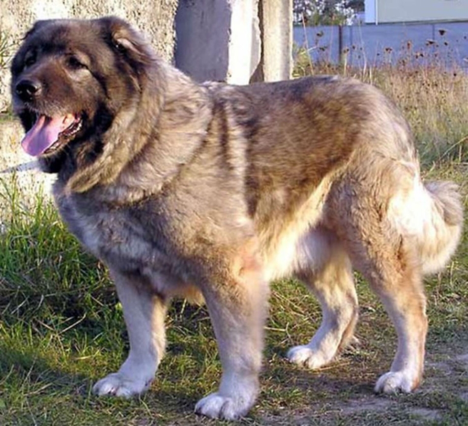 Кавказская овчарка