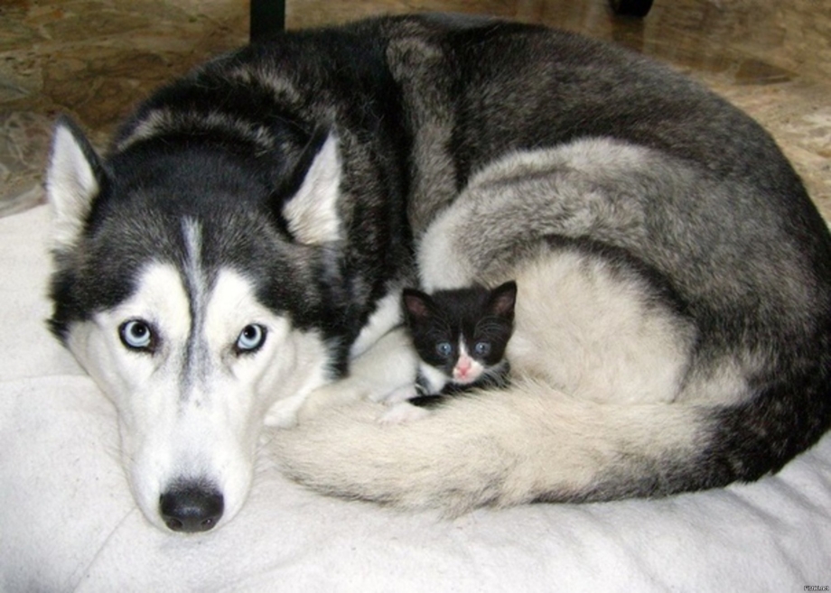 Хаски с котами