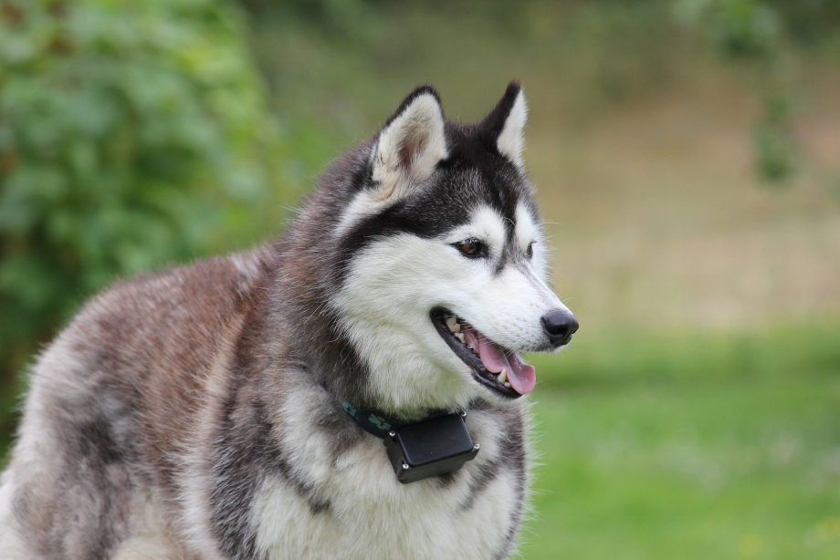 Siberian and Alaskan Husky