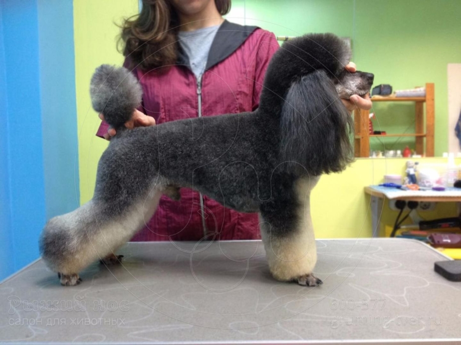 Лысый Королевский пудель